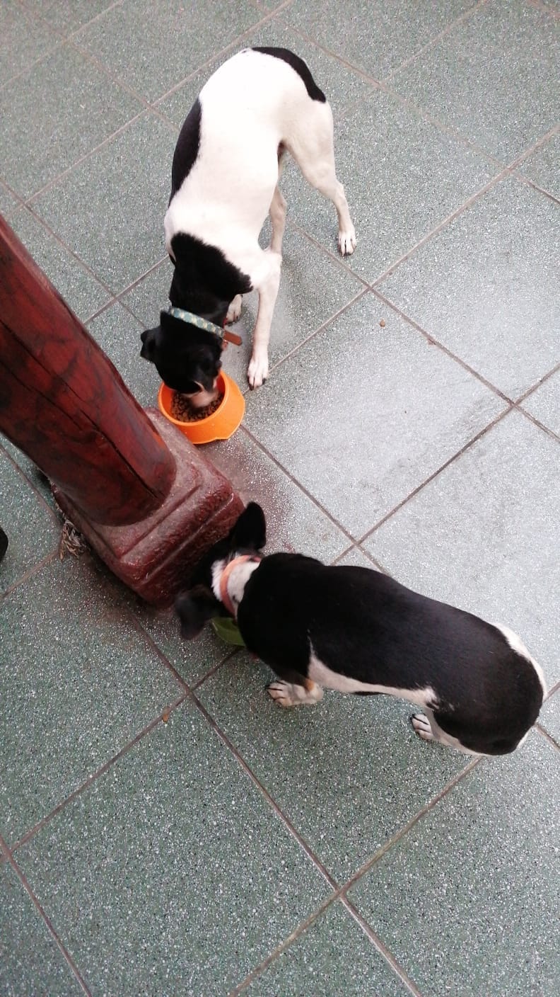 Customer photo review of PetFamily Foods Razas Pequeñas