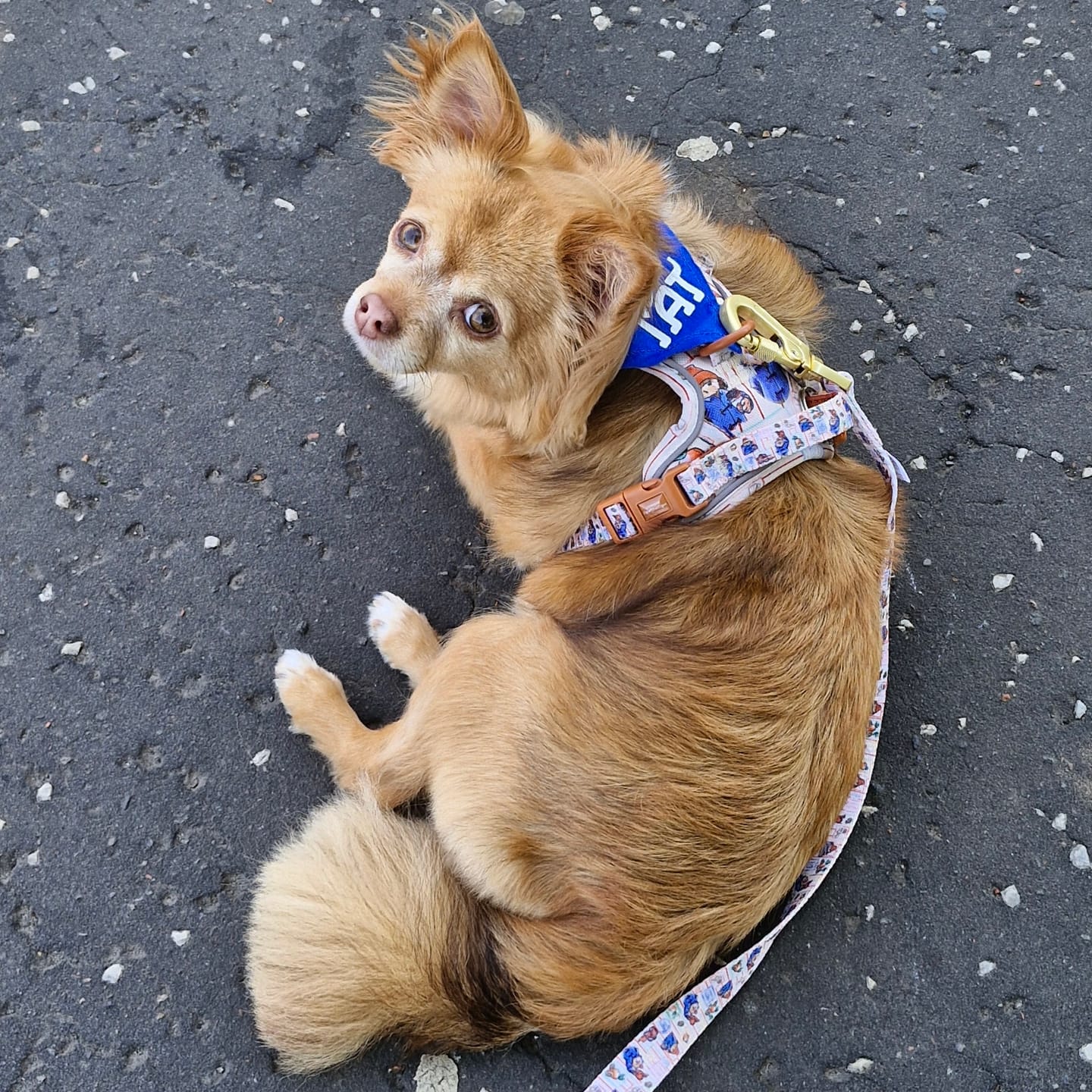 Customer photo review of Paddington™ Tough Trails™ Harness - Peckish Paddington