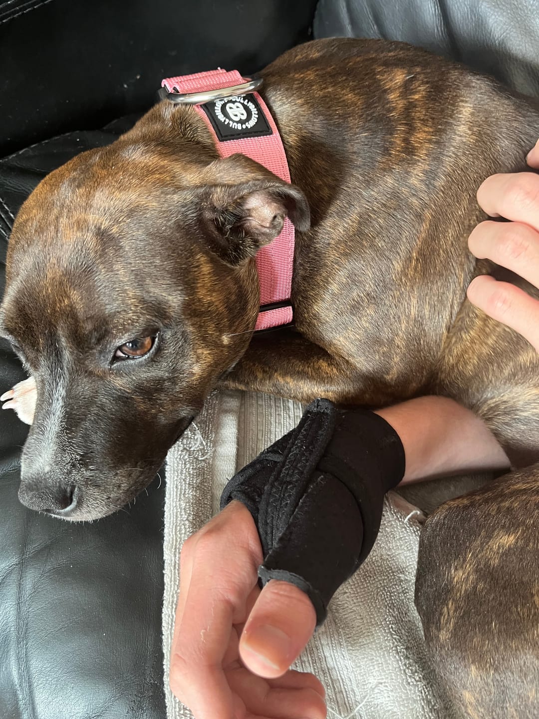 Customer photo review of 4cm Combat® Collar | No Handle & Secured Clip - Pink