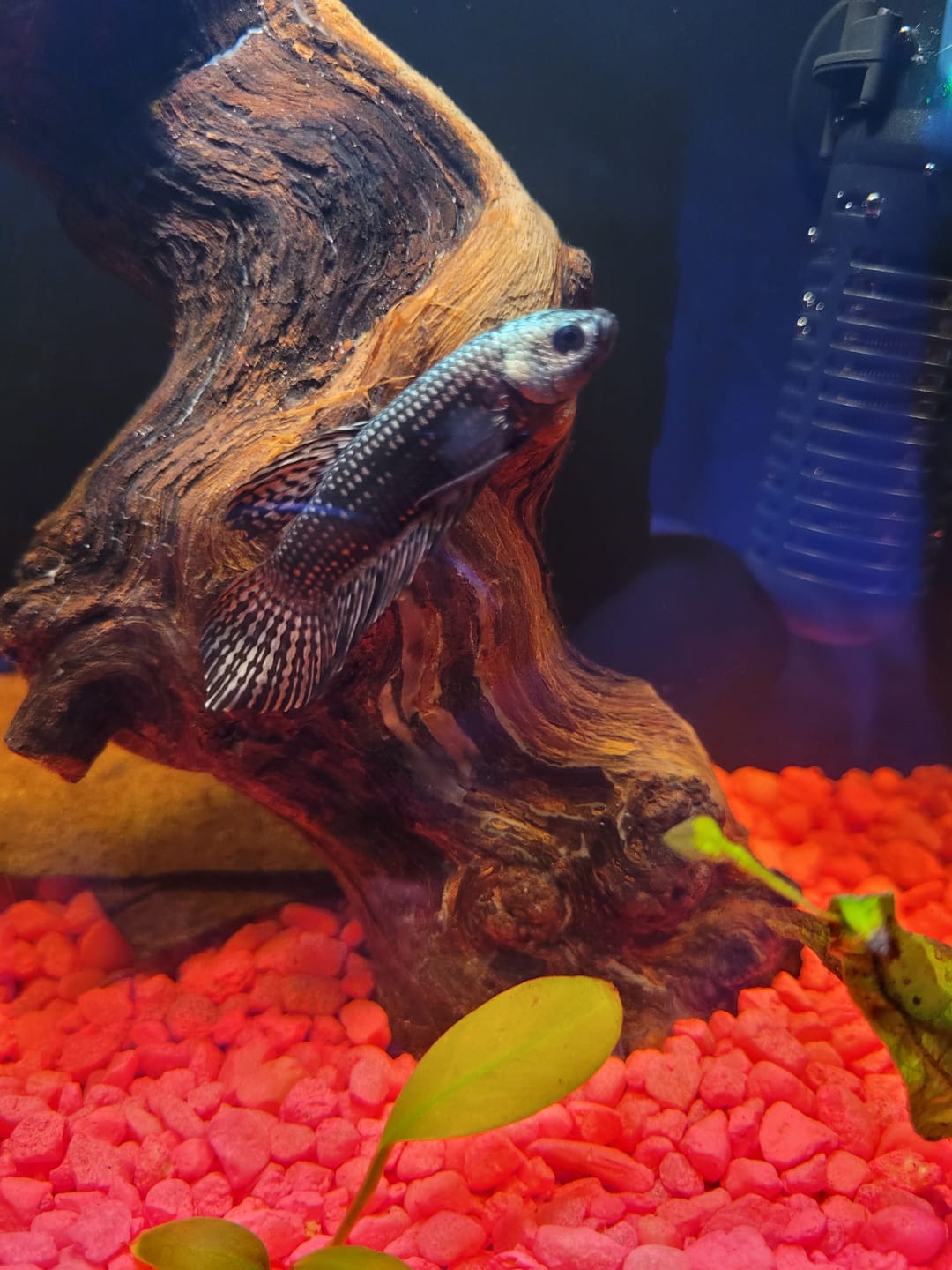 Customer photo review of Copper Spade Tail Wild Betta Splendens Male