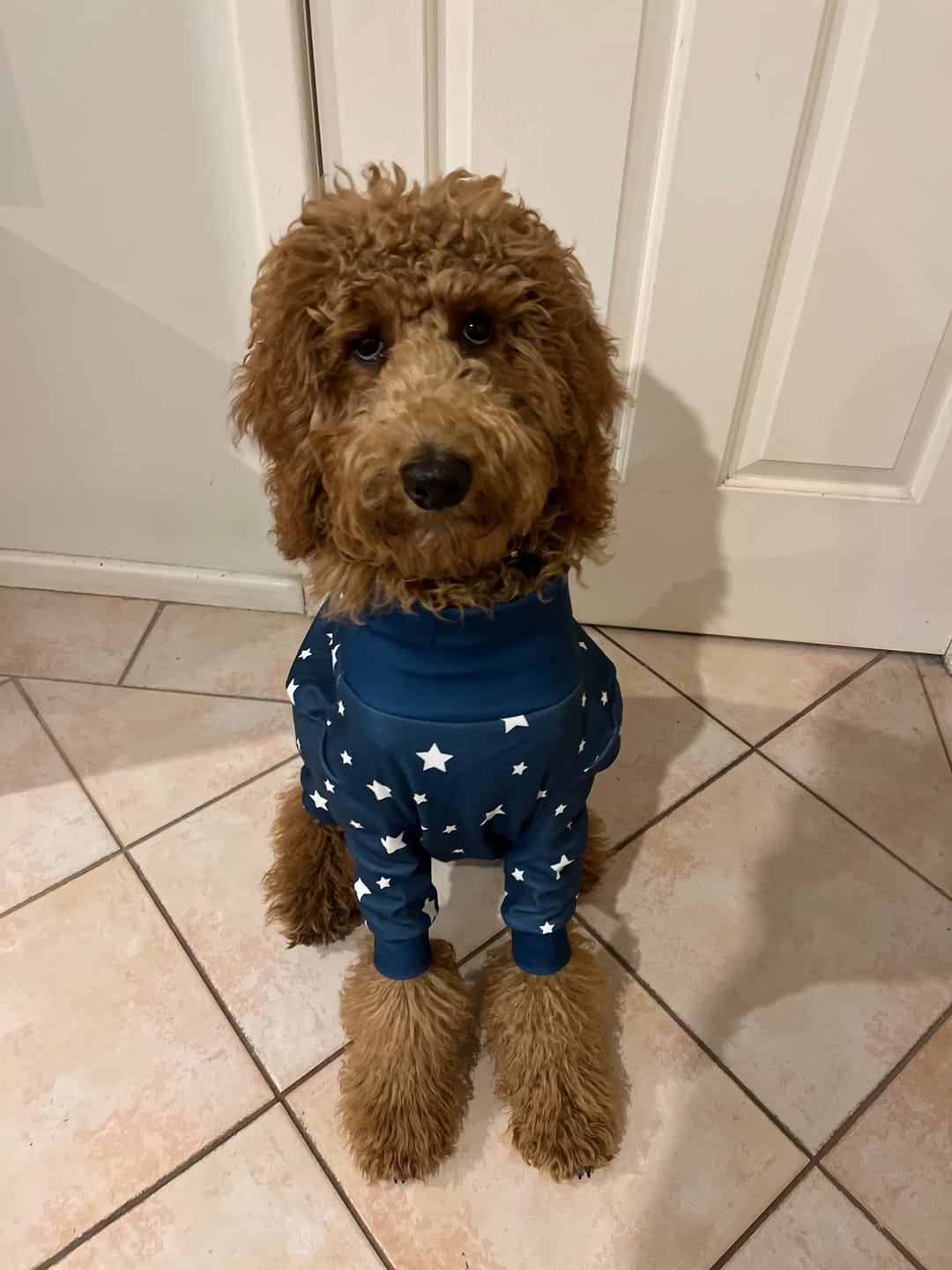 Customer photo review of The UK Dog Hoodie