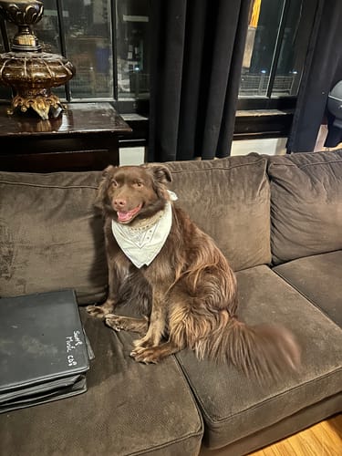 Customer photo review of 22"  Log Dog Bandana