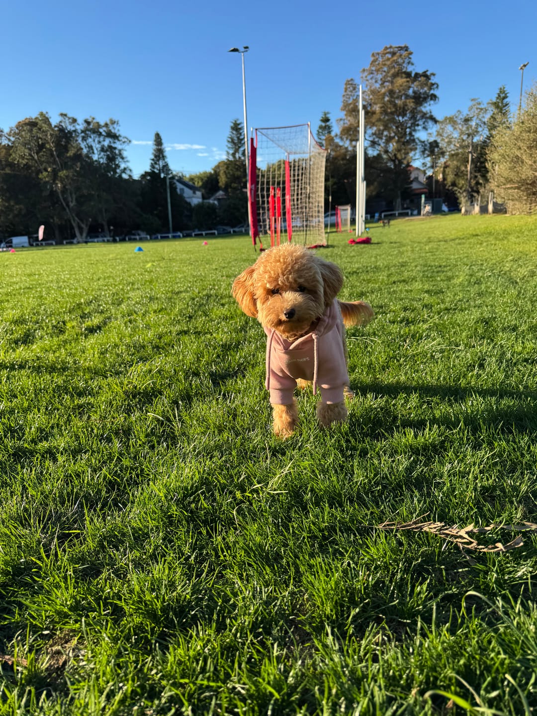 Customer photo review of Essential Dog Hoodies