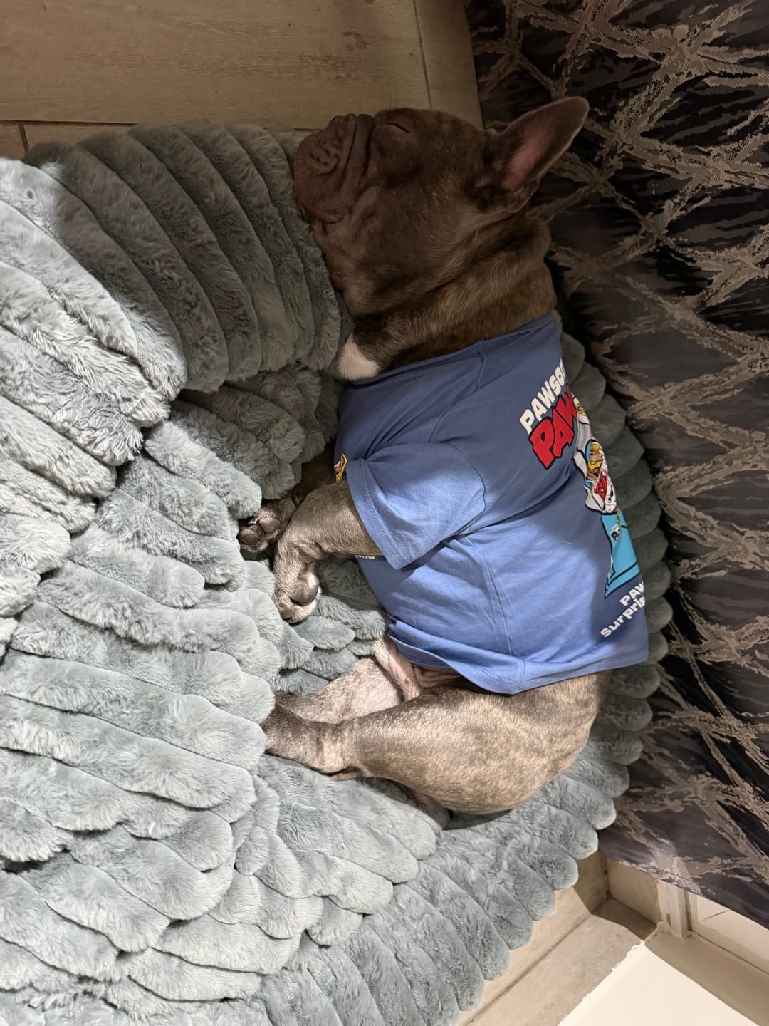 Customer photo review of Luxury Edition: Cama Anti-Estrés THE DOGS