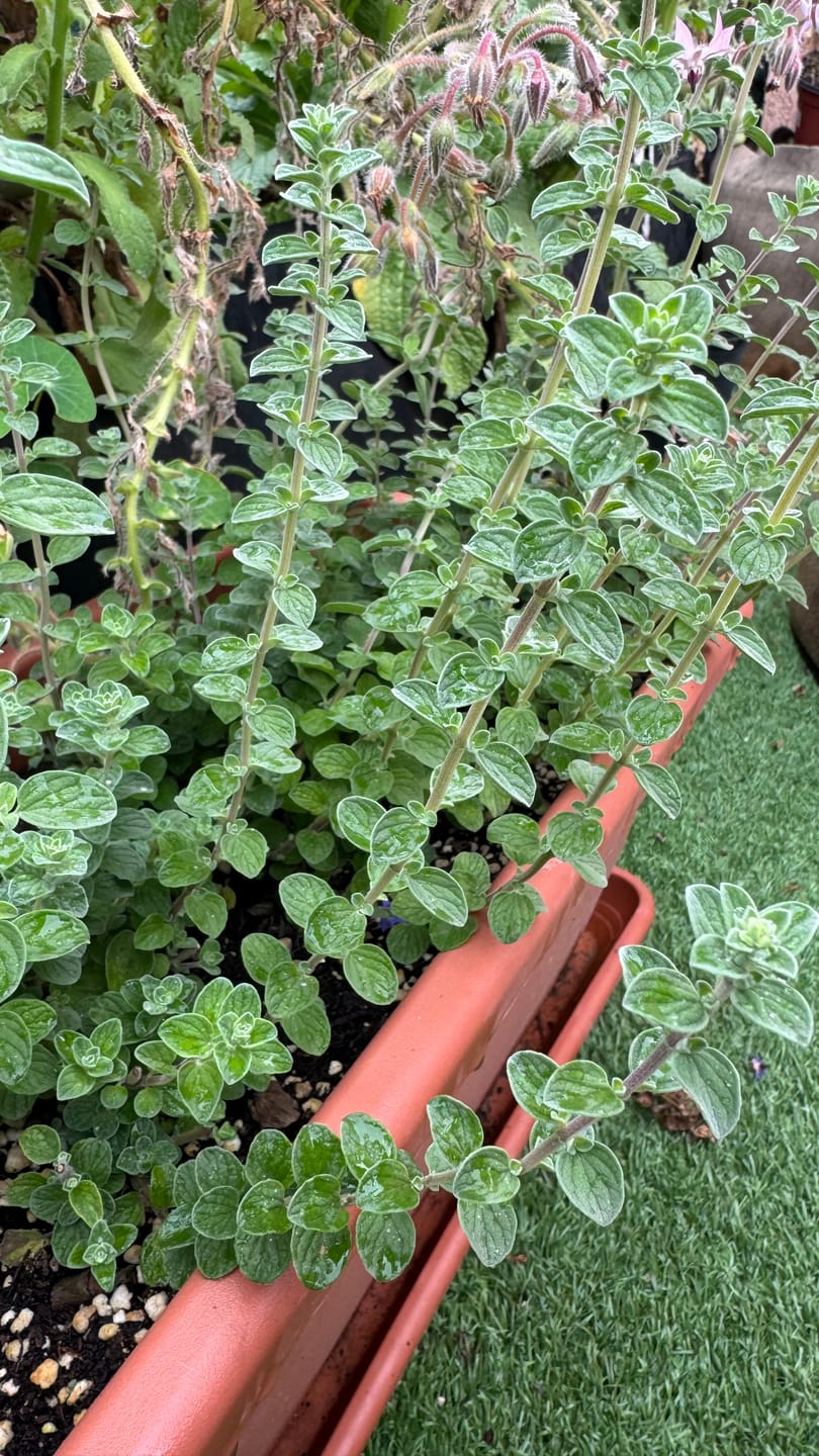 Customer photo review of Zaatar Plant Small