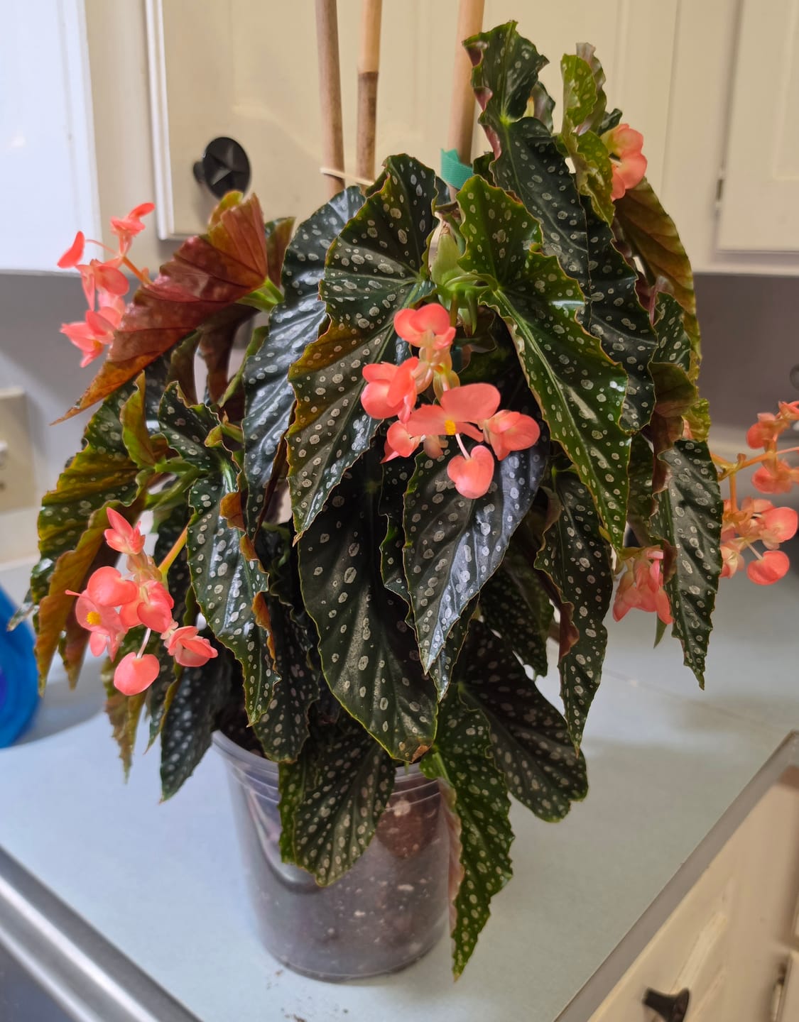 Customer photo review of Begonia 'Harmony's Legacy'