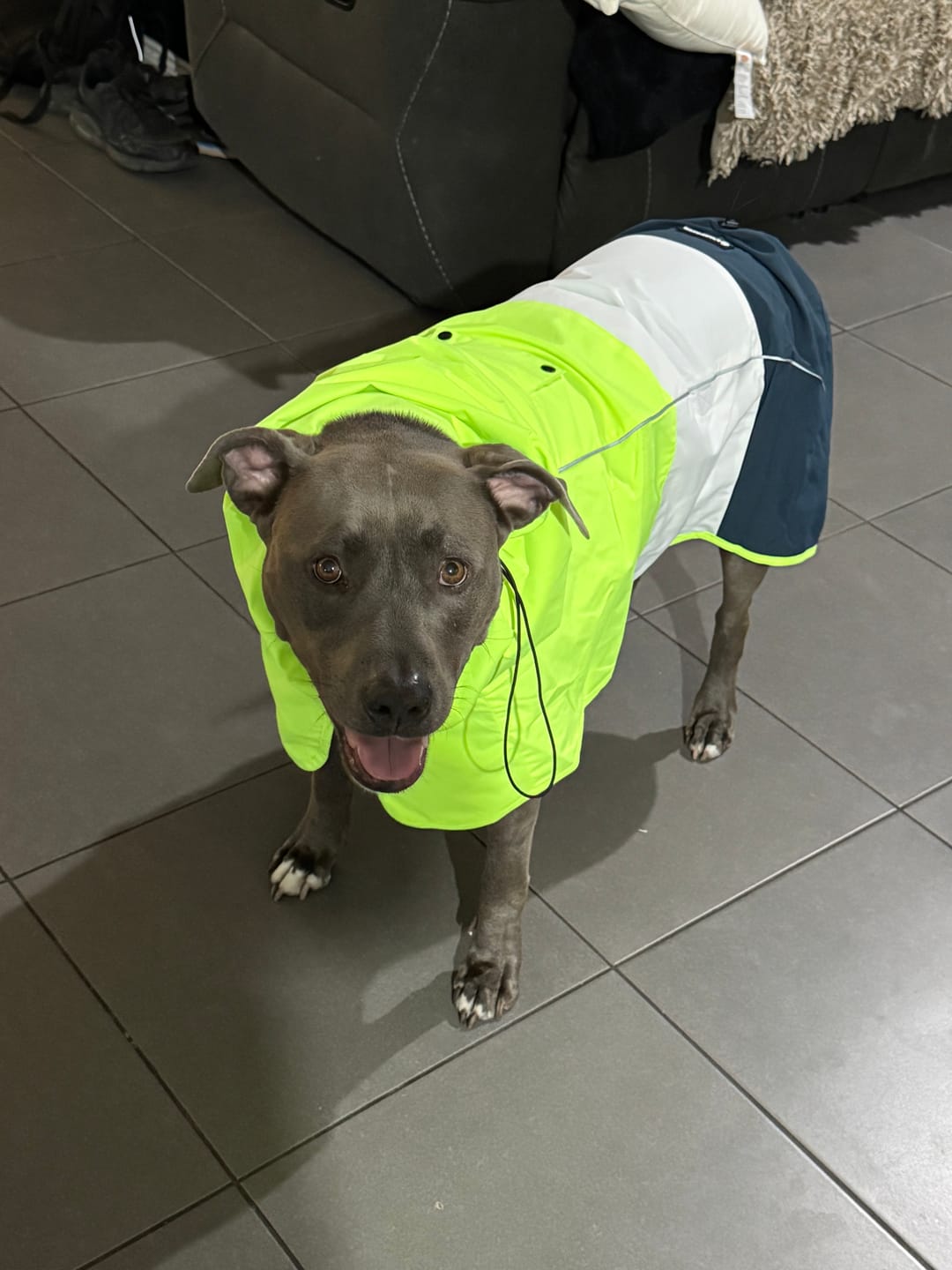 Customer photo review of Breatheshield™ Dog Raincoat  - Lime White Navy