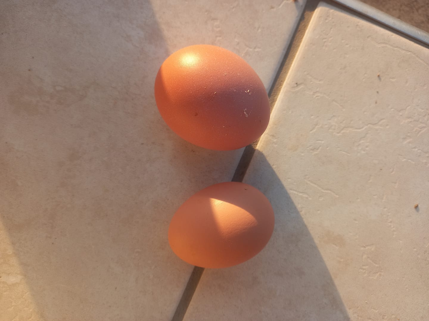Customer photo review of Avi Layer & Breeder (Fertility, Egg Quality & Skeletal Support for All Birds)