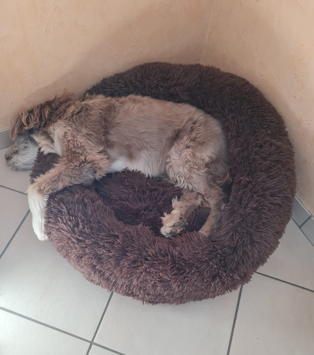 Customer photo review of Puppery Hundebett Wolke 7 - Das Original