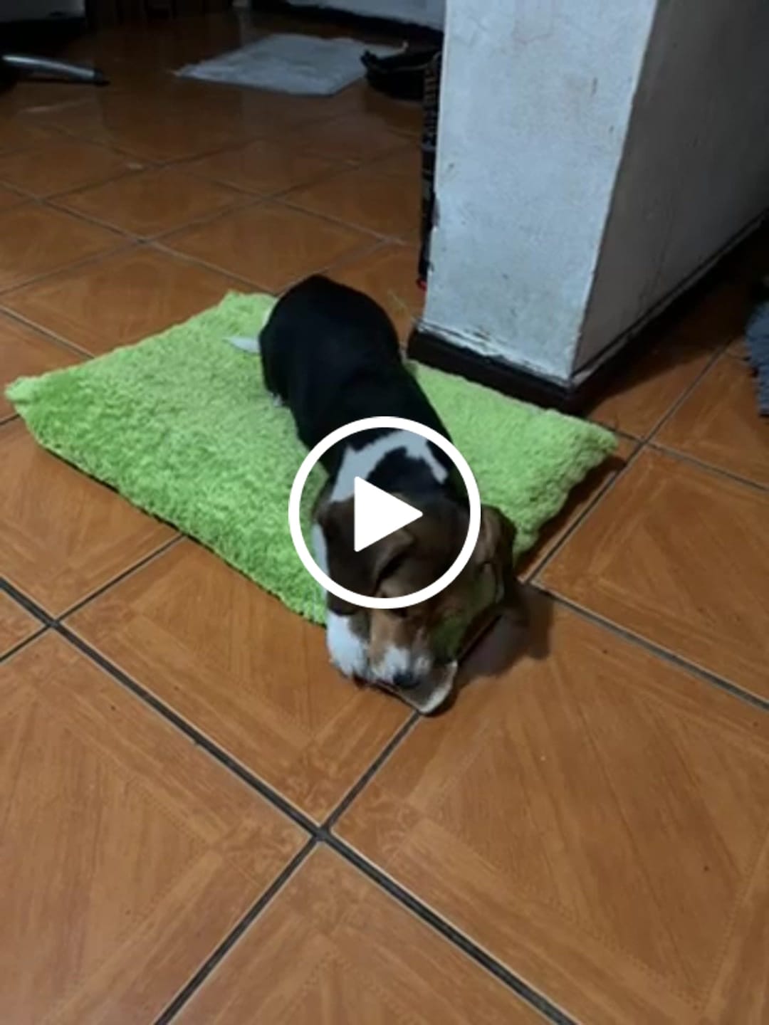Customer video review of Asta de ciervo para perros - Principiante