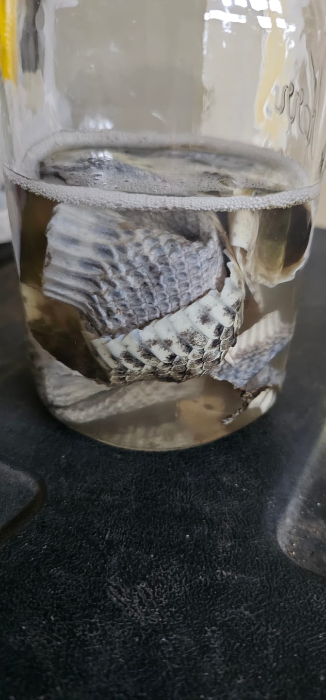Customer photo review of Tan-a-Snake