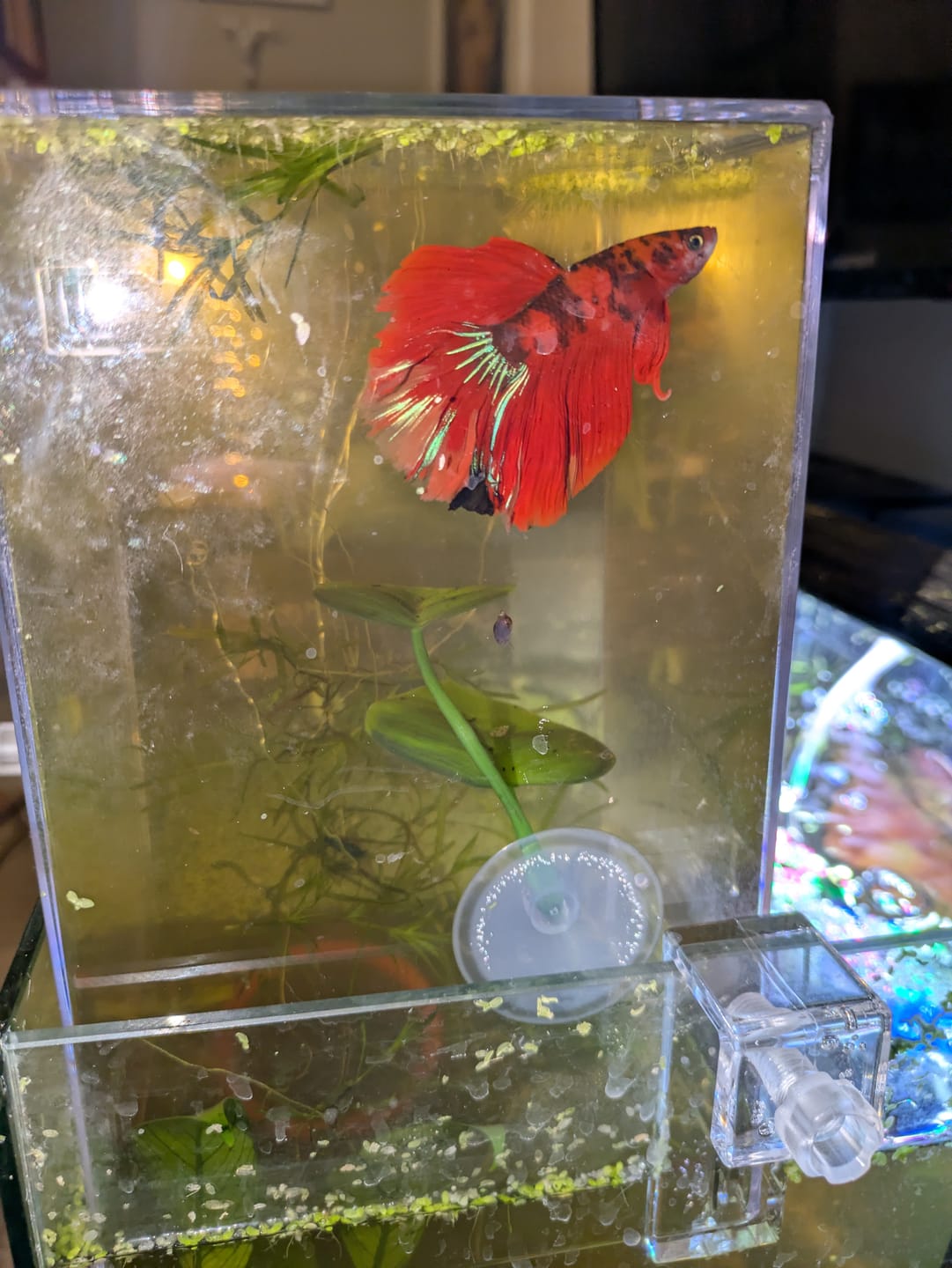 Customer photo review of Nemo Halfmoon Male Betta Fish | Order Directly From Farm | You Pick Fish