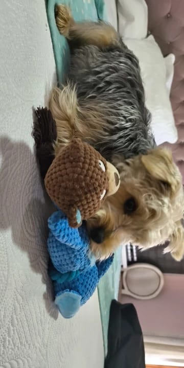 Customer photo review of Paw-Friends™-Plushies – Designed for Furry Friends Who Destroy Everything