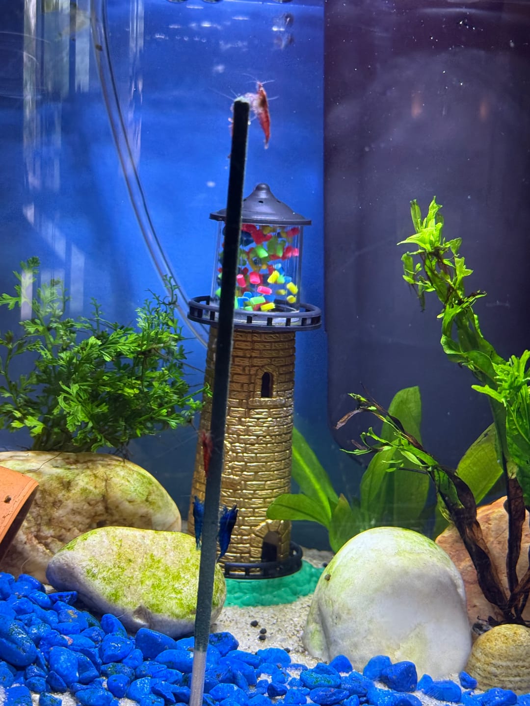Customer photo review of Shrimp Lollies