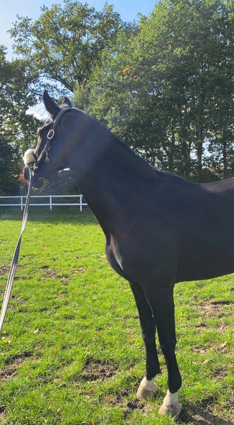 Customer photo review of MUSTAX Muskel+