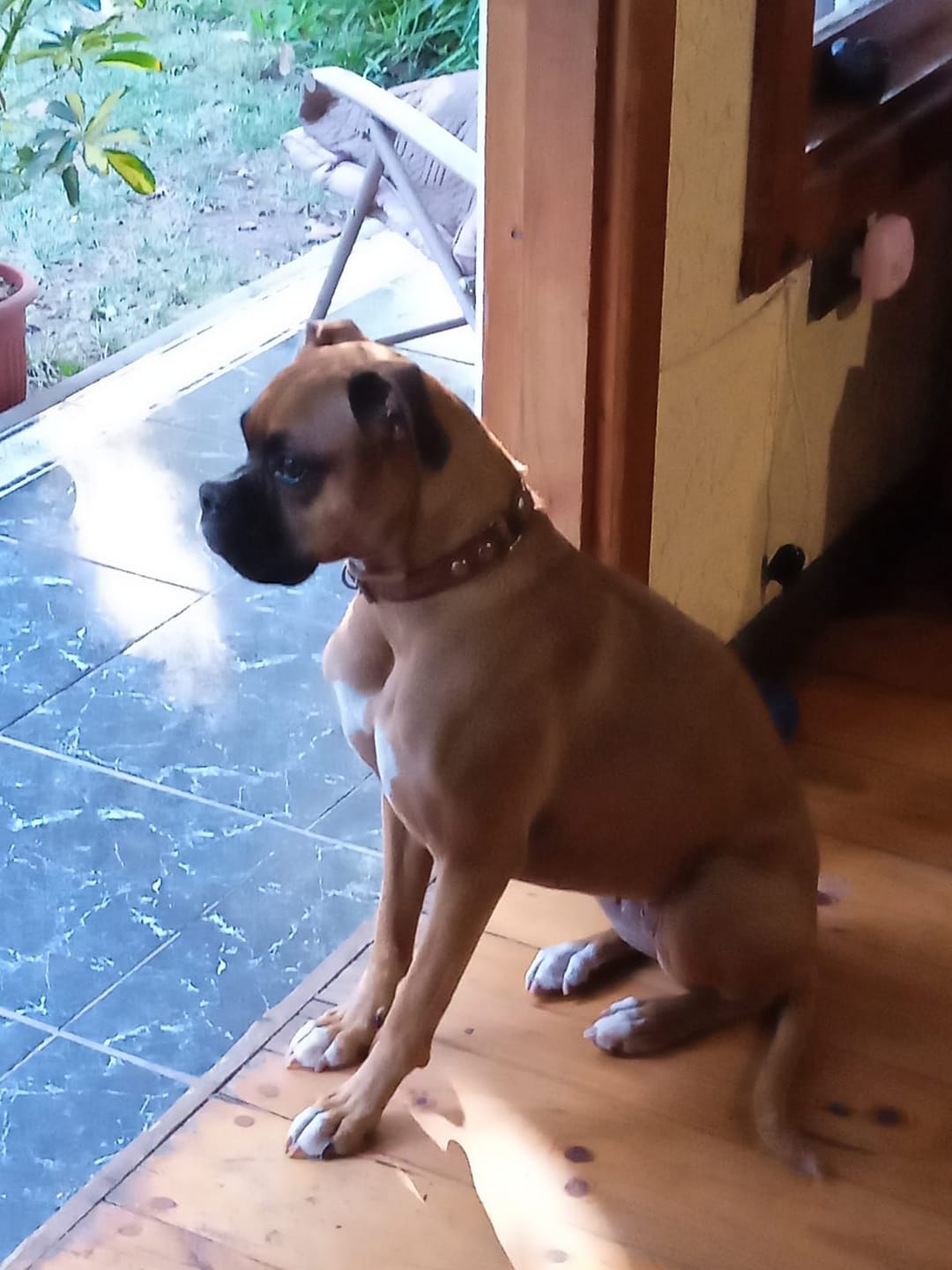 Customer photo review of PetFamily Foods