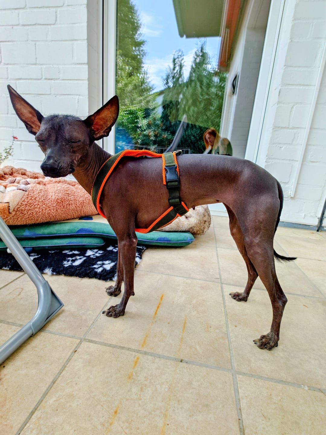 Customer photo review of Windhundgeschirr FUN Welpe/Windspiel "Hunter O'Green"