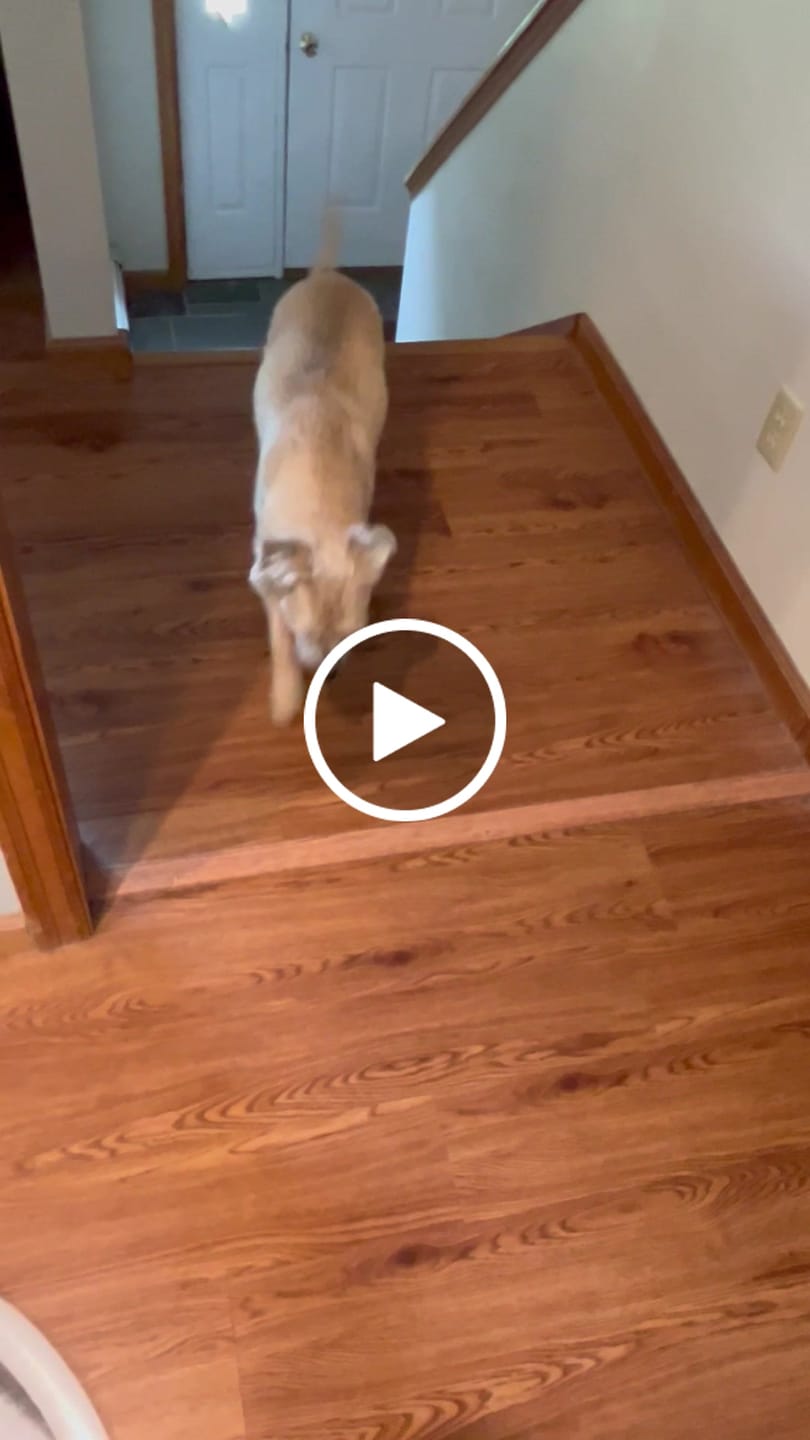 Customer video review of Lamb Recipe for Dogs - 16oz