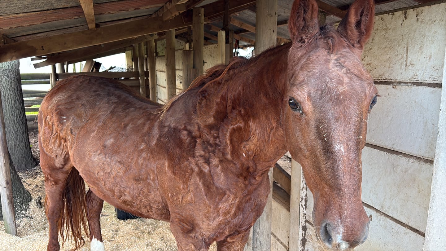 Customer photo review of Equimin Trophy (Supplement For Horses & Game)