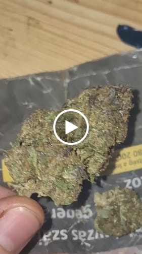 Customer video review of Miracle Alien Cookies (CALI) THCA Flower