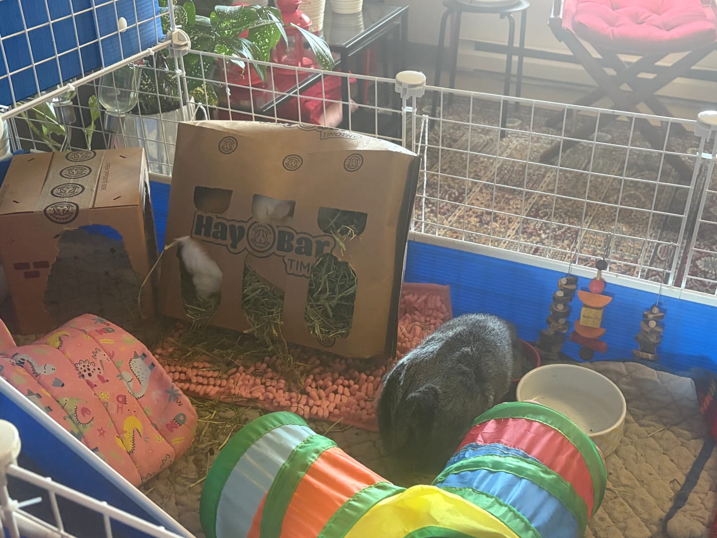 Customer photo review of GuineaDad Timothy Hay Bar for Guinea Pigs (5 Pack)