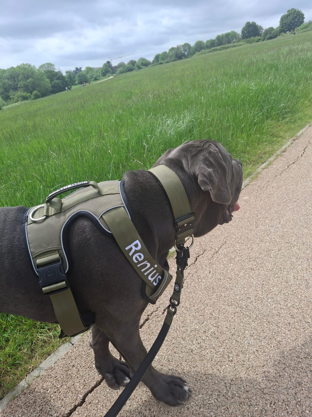 Customer photo review of 1.4m Swivel Combat Lead | Anti-Tangle & Secure Clip - Khaki