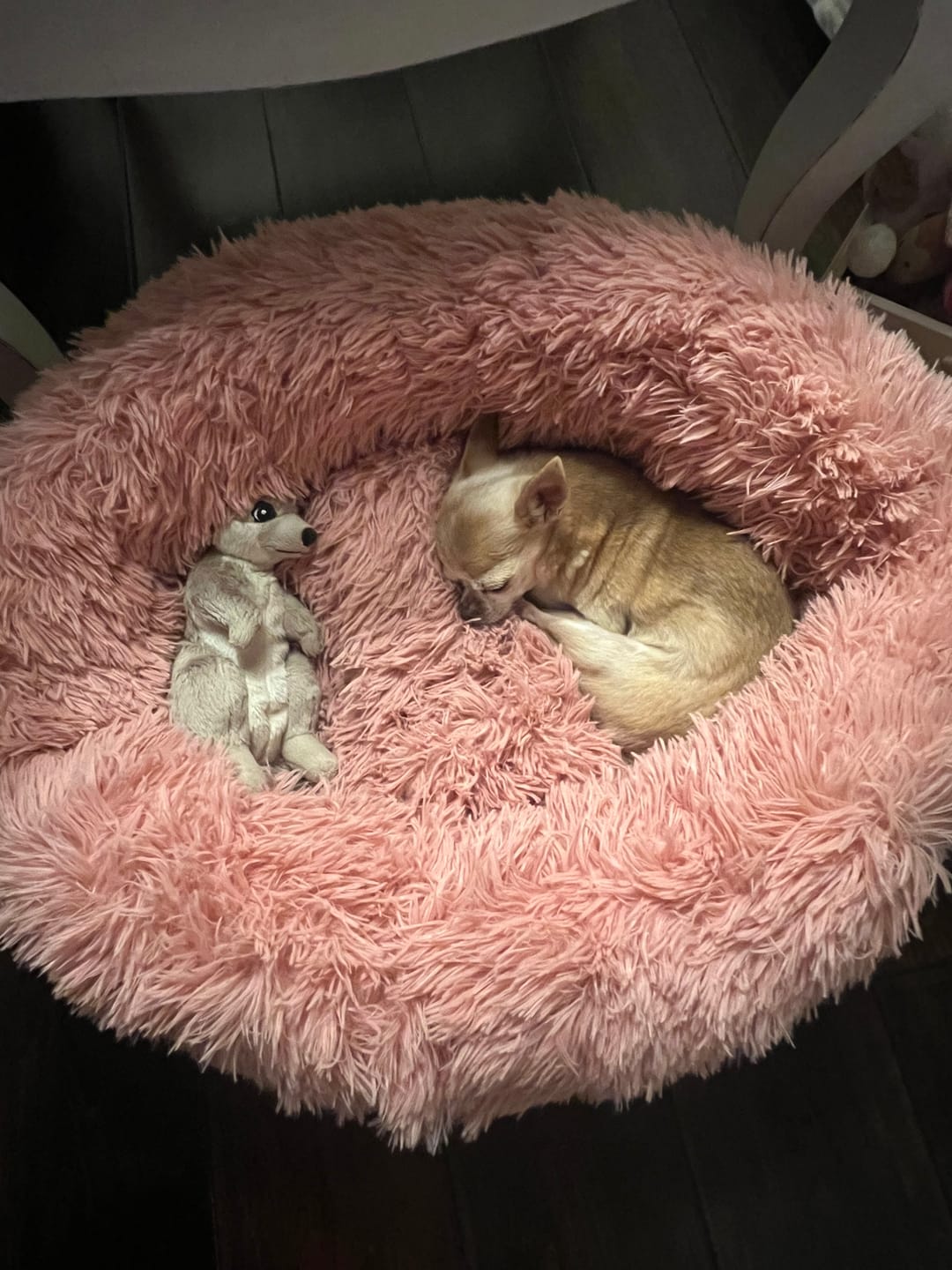 Customer photo review of Puppery Hundebett Wolke 7 - Das Original