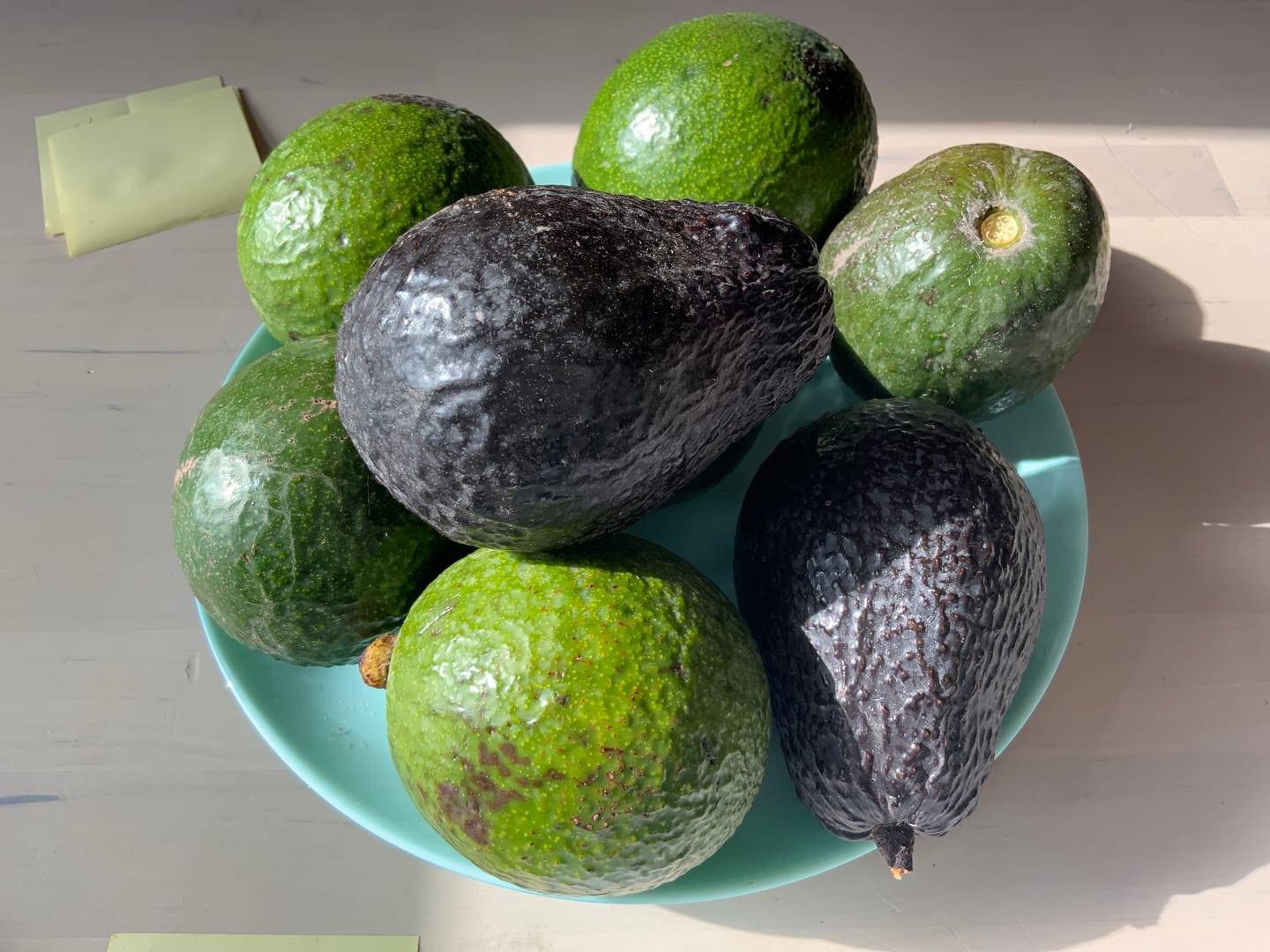 Customer photo review of Avocado-Mix 13 Monate baumgereift Sonderaktion % 2kg Box