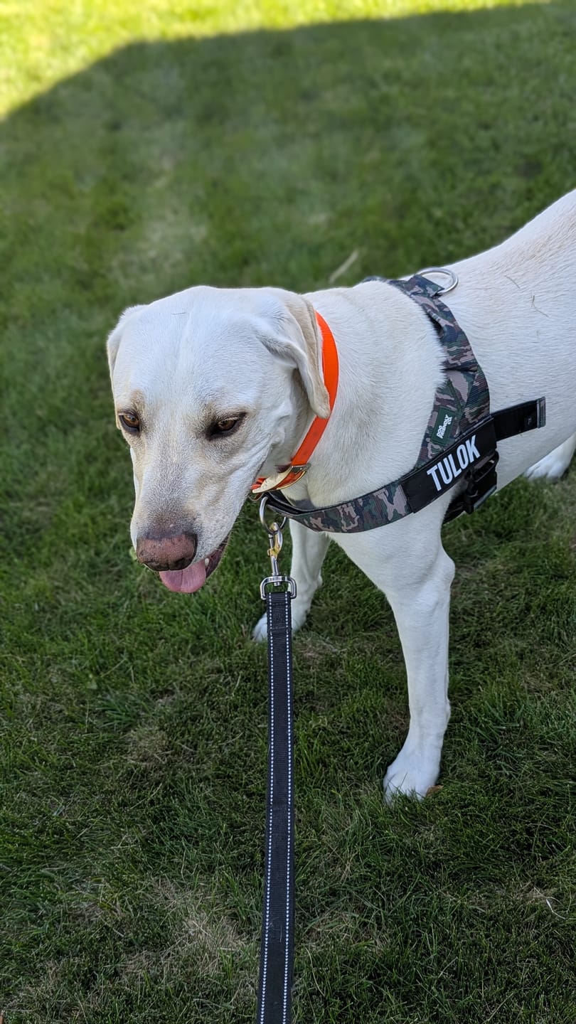 Customer photo review of Labrador Evolution