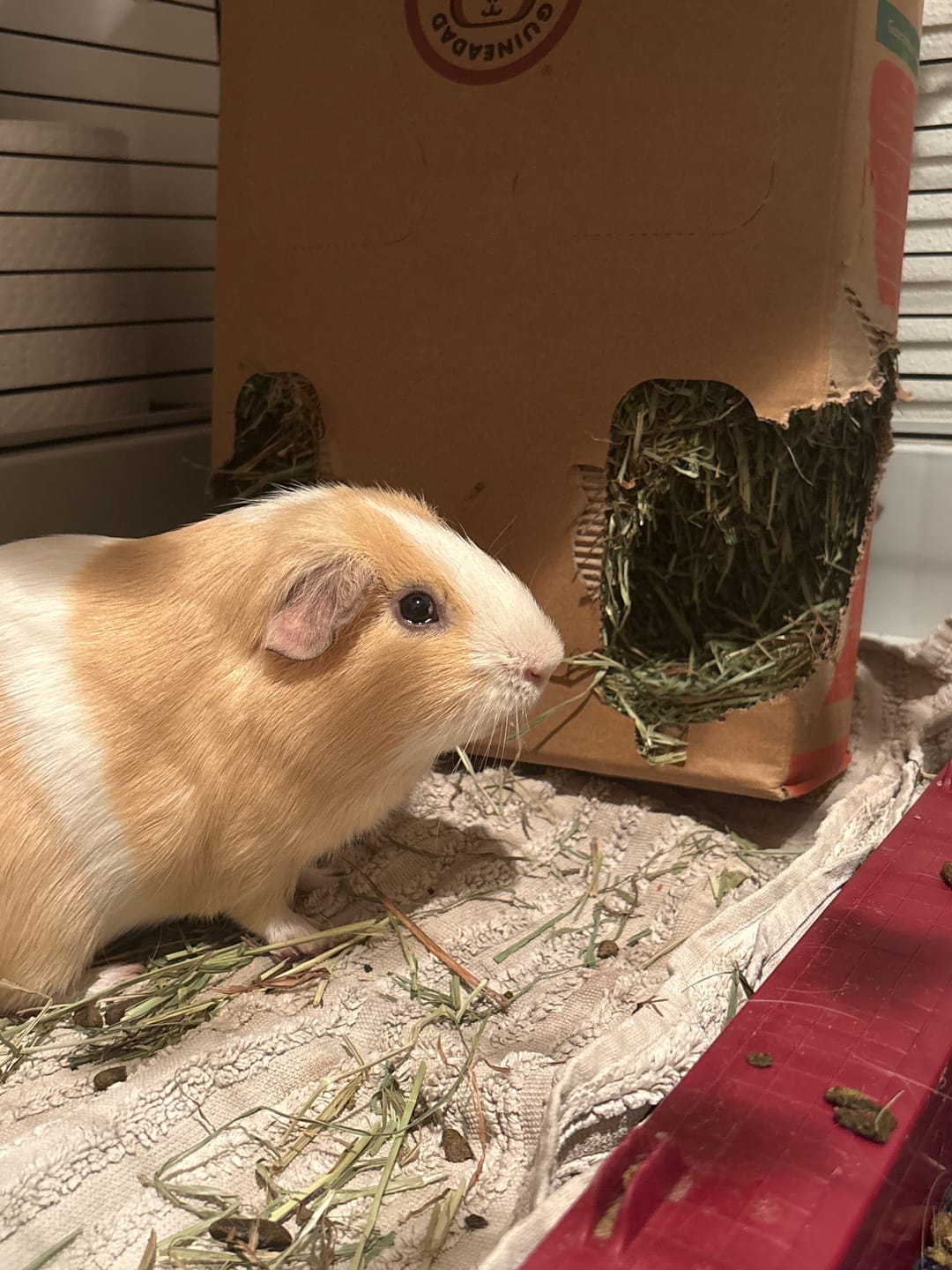 Customer photo review of Subscription - GuineaDad Timothy Hay Box for Guinea Pigs