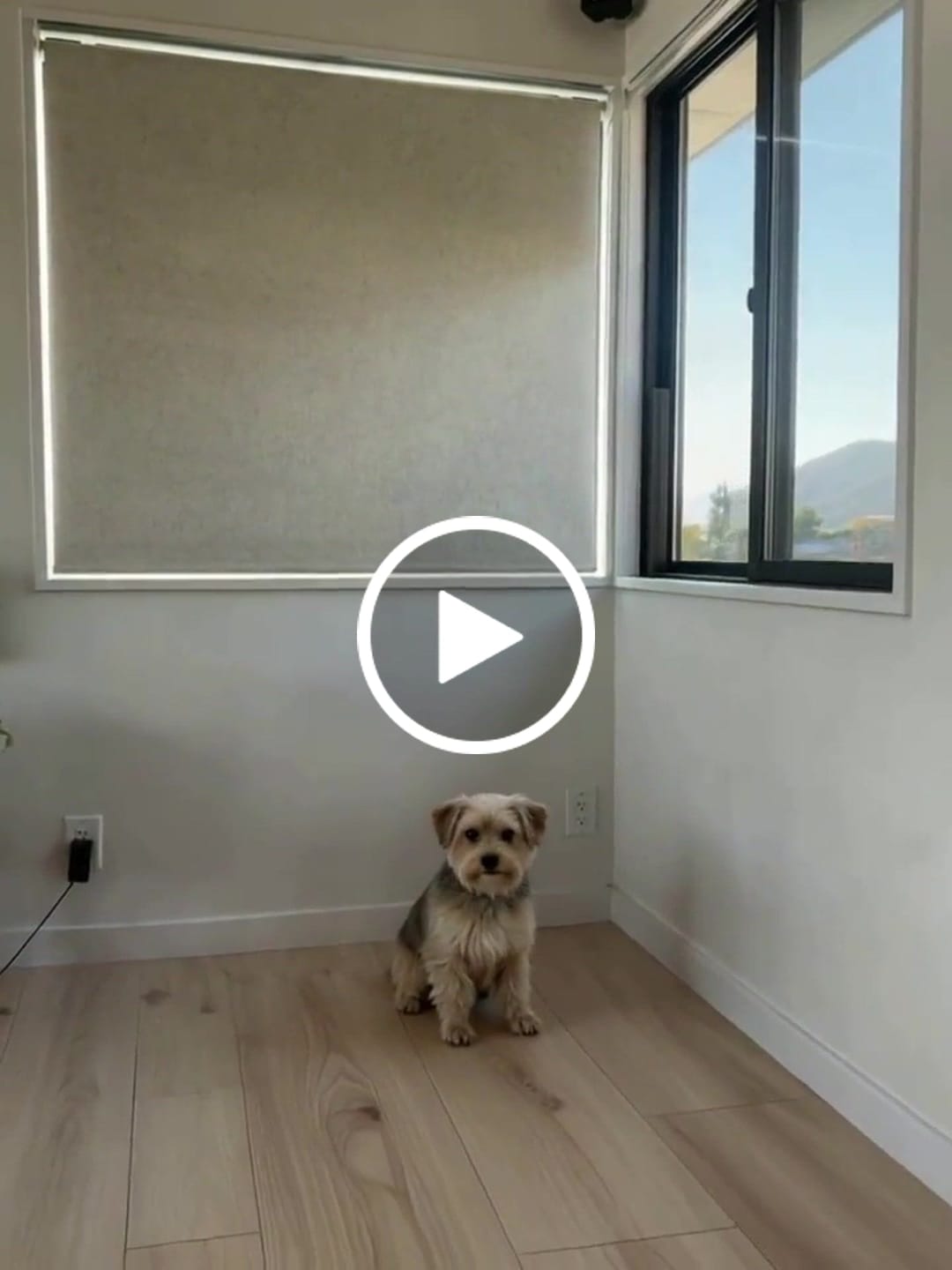 Customer video review of Smart Motorized Roller Shades 100% Blackout Essential