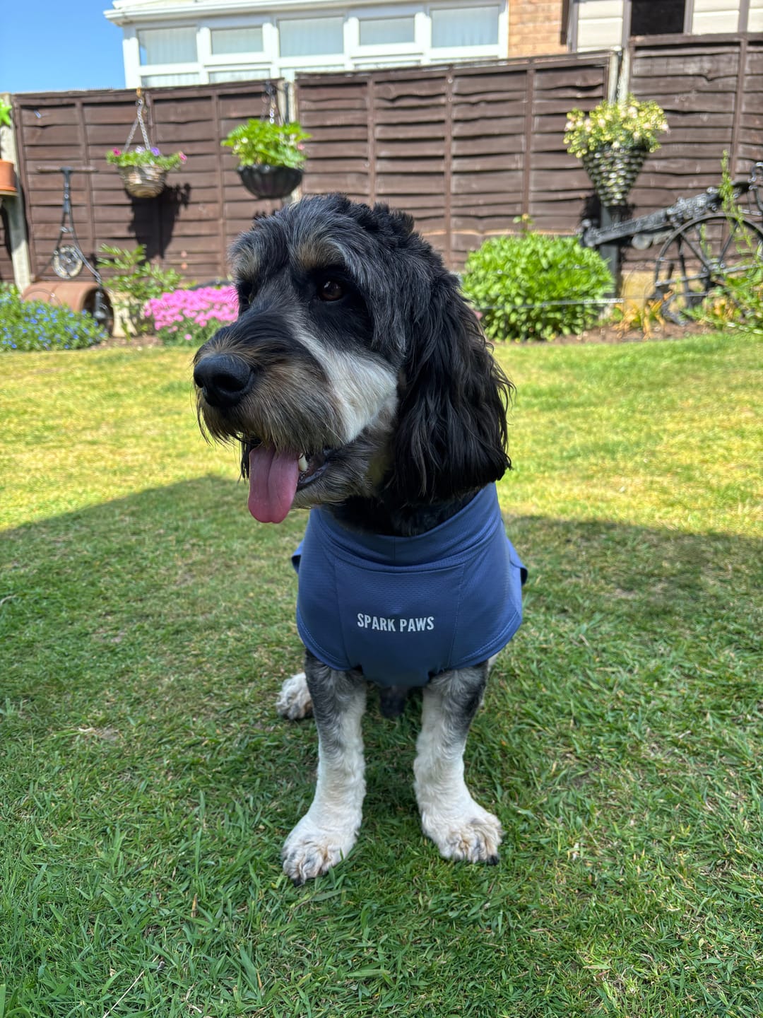 Customer photo review of Sunblock Dog T-Shirt - Navy Blue