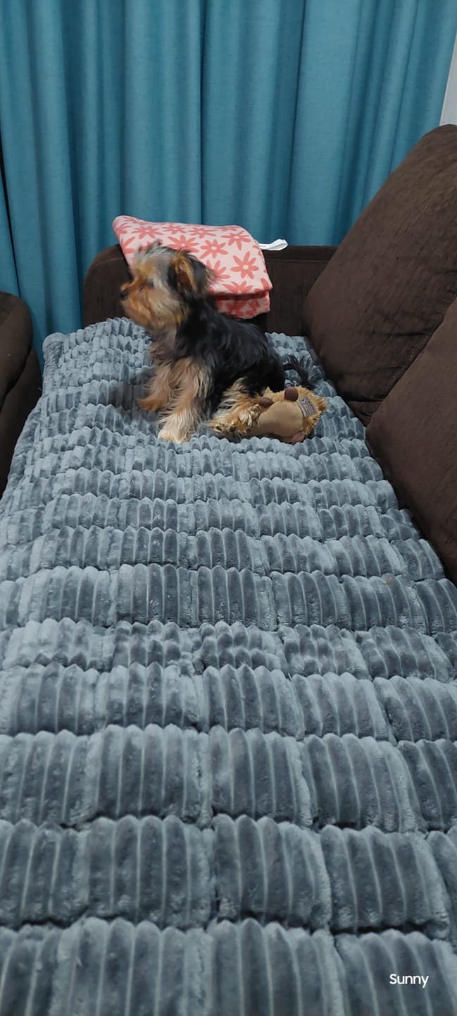Customer photo review of Majestuoso · Protector Premium para Sofá