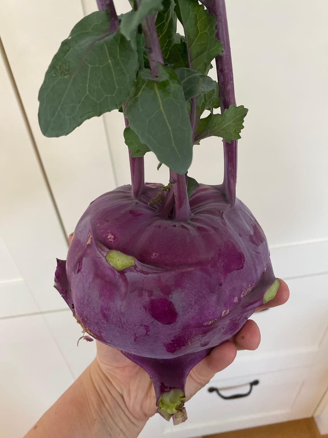 Customer photo review of Kohlrabi ‘Azur Star’