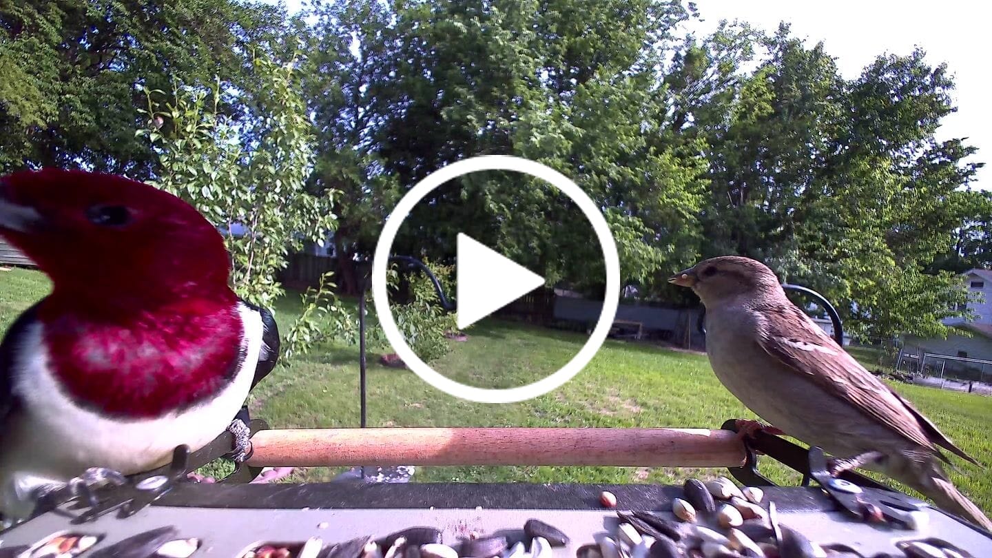 Customer video review of Birdfy Feeder Metal 2 4K - Smart Metal Feeder with Camera
