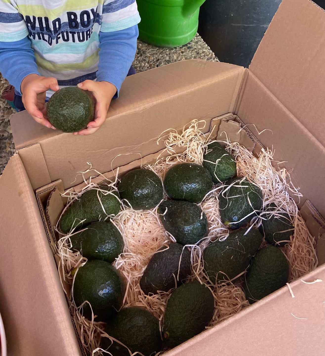 Customer photo review of Avocado Retterbox "Späternte" von Juan 3kg