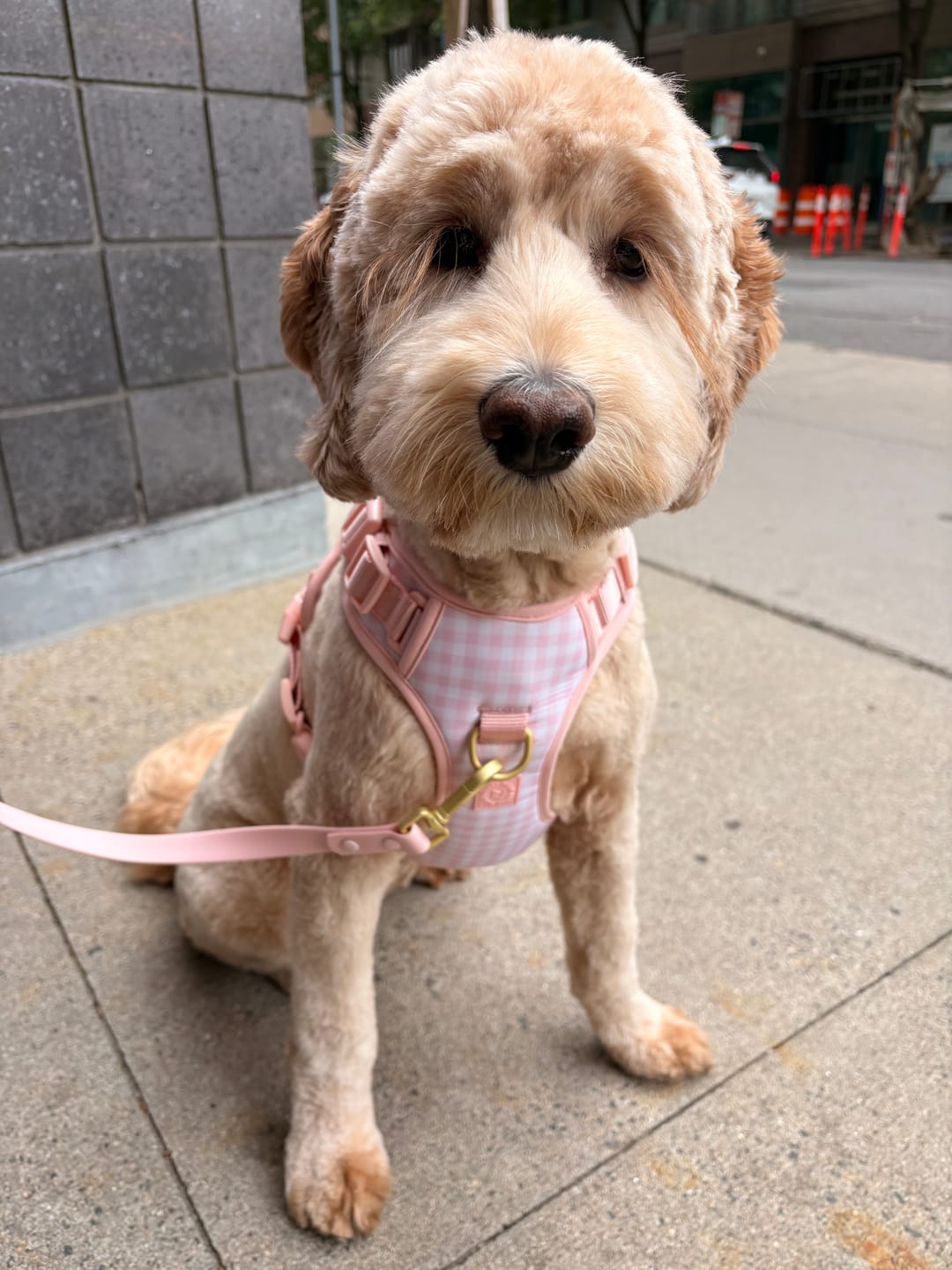 Customer photo review of Wander! Bow Harness Kit Blossom - Gold
