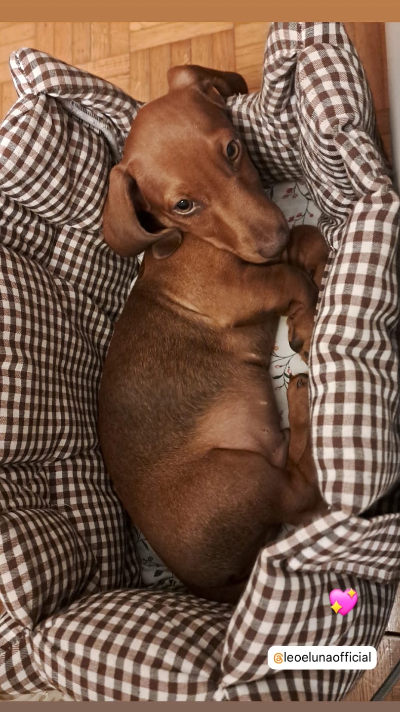 Customer photo review of Borse Trasportino per Cani in Tessuto Vichy | Eleganti, Comode e Made in Italy | Leo e Luna