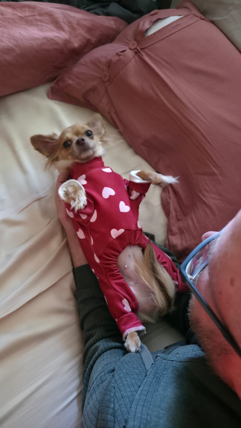 Customer photo review of Dog Pajama - Red Hearts
