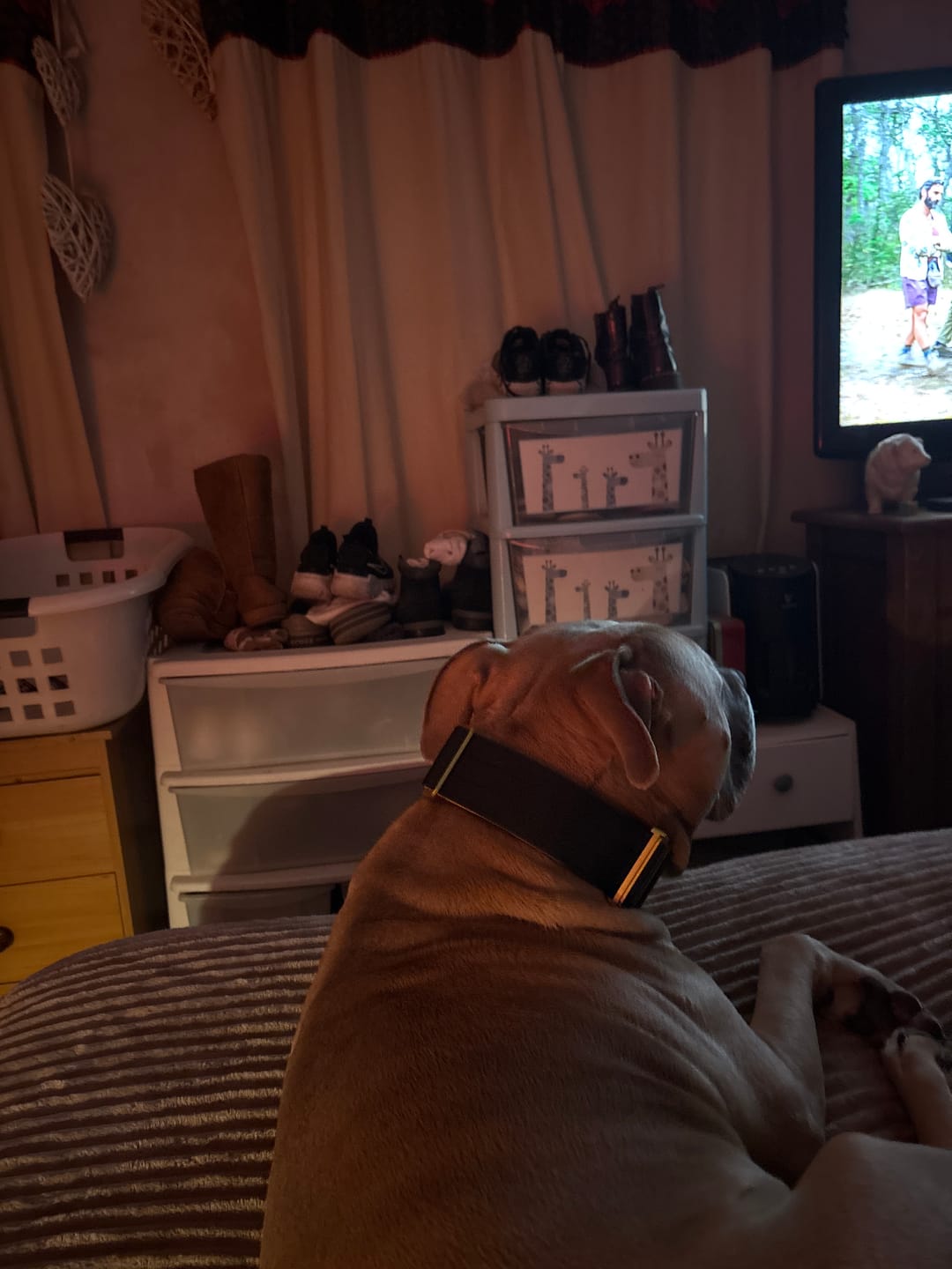 Customer photo review of 5cm Lighter Combat® Collar | With Handle Secure Clip - Black x Yellow