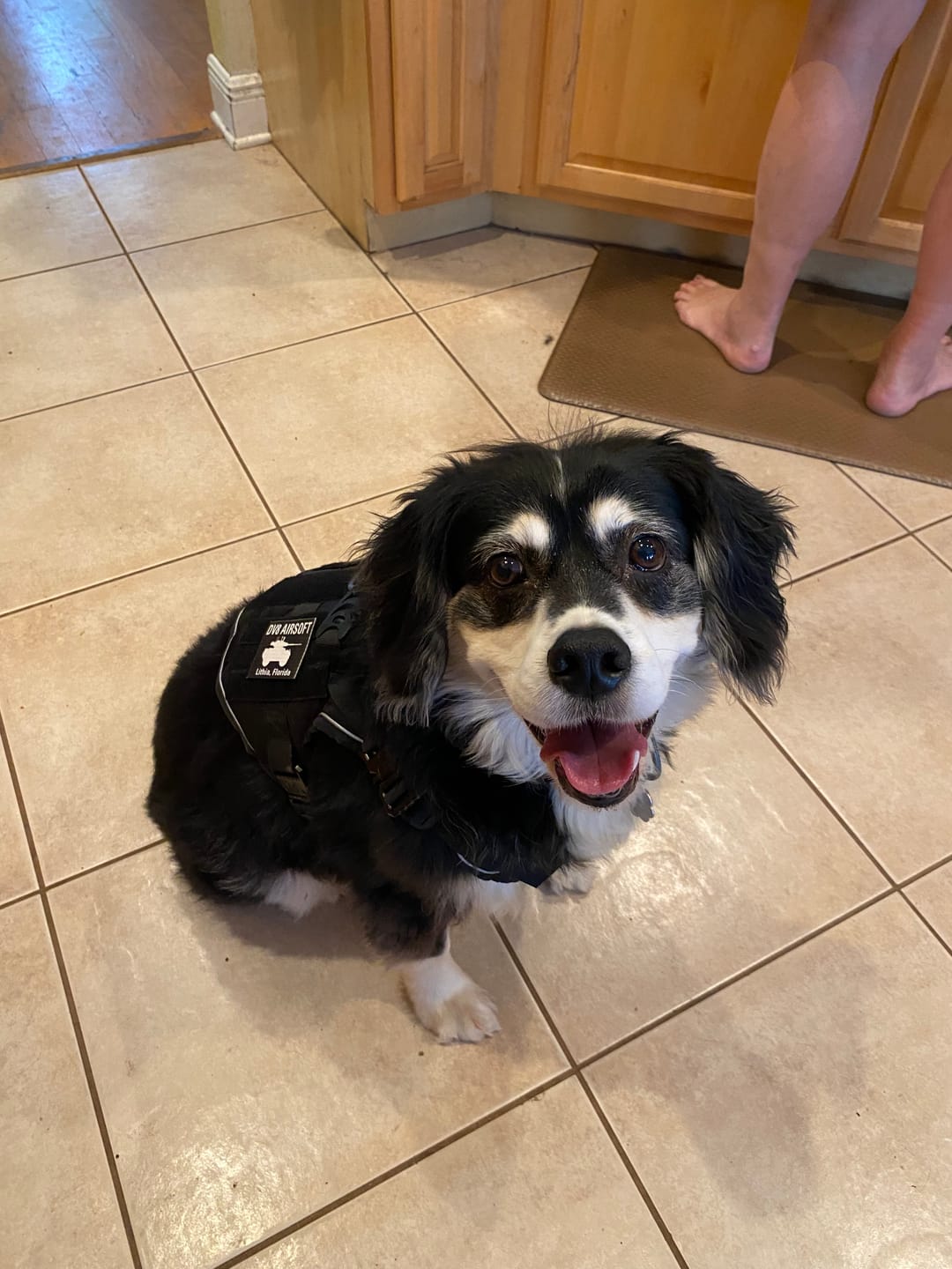 Customer photo review of (4MBH) Upgraded Tactical No-Pull Team K9™ Dog Harness with 4 Quick-Release Metal Buckles, Reinforced Front & Back V-Rings, Hook & Loop Panels, Adjustable Straps, Reflective Strips, & Top Handle