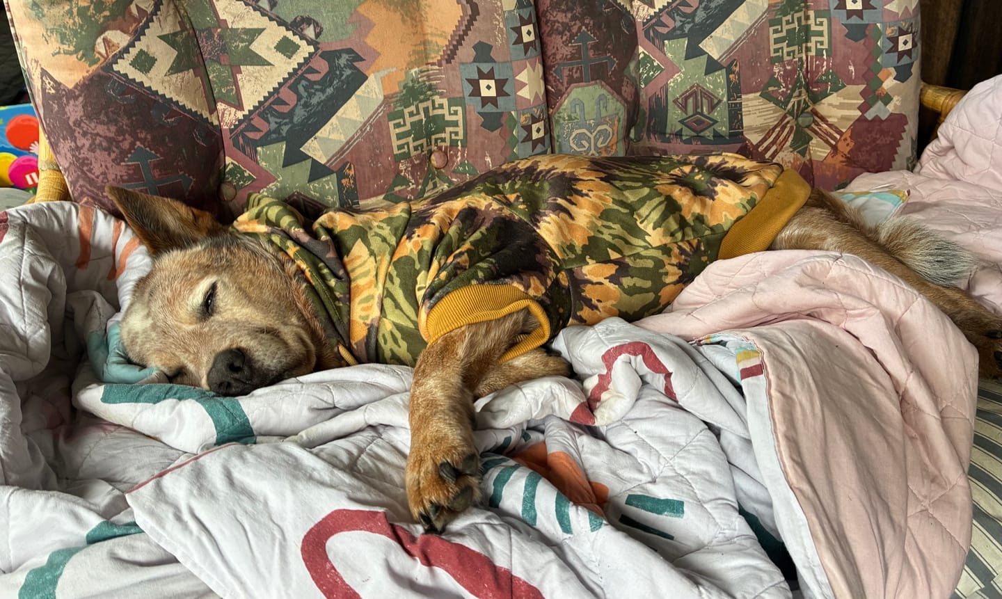 Customer photo review of Everglade Skydye Dog Hoodie