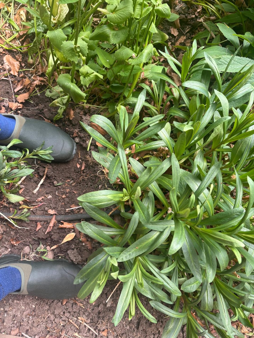 Customer photo review of Men's RHS Muckster II Shoes
