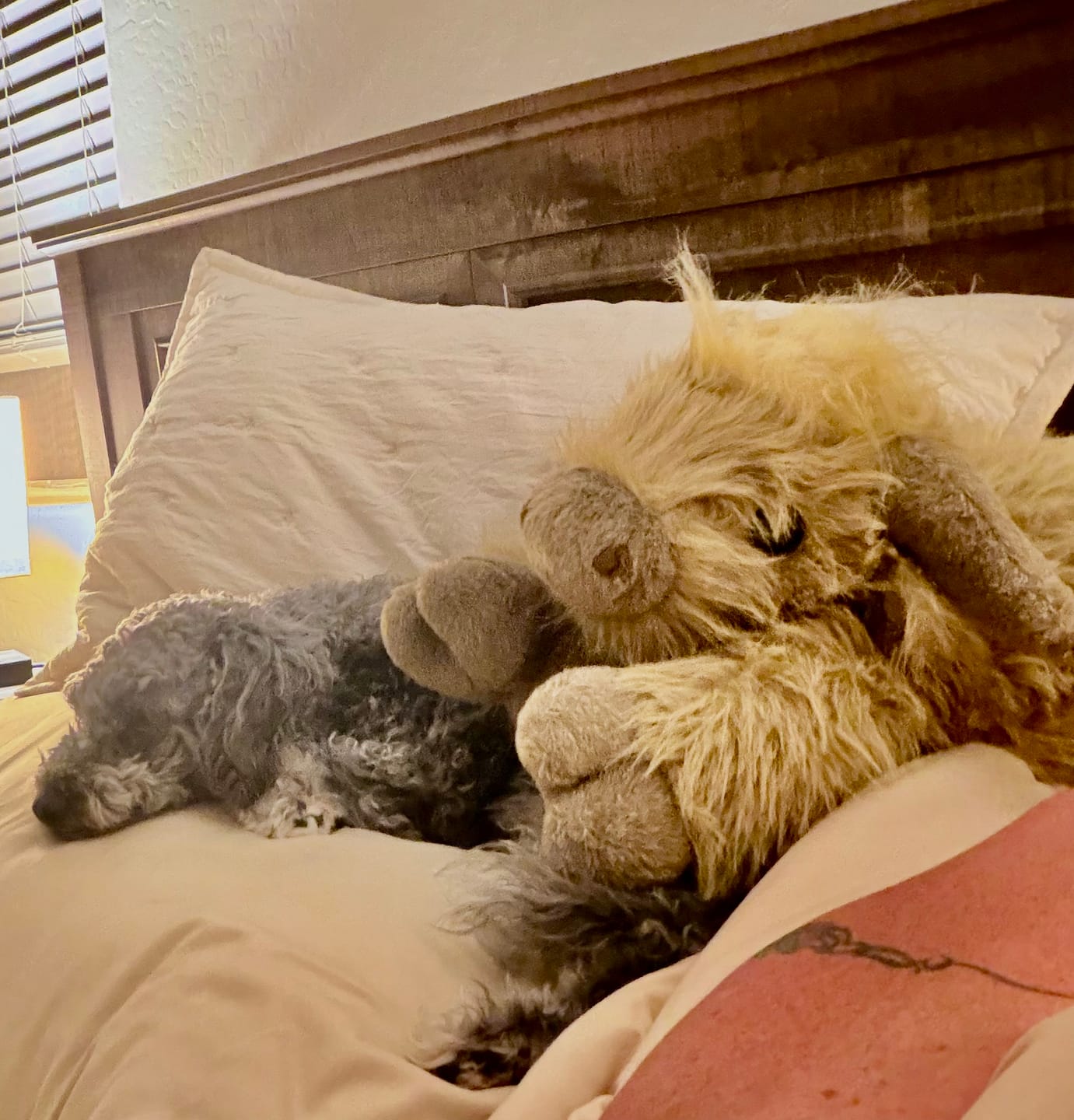 Customer photo review of Highland Cow Weighted Stuffed Animal