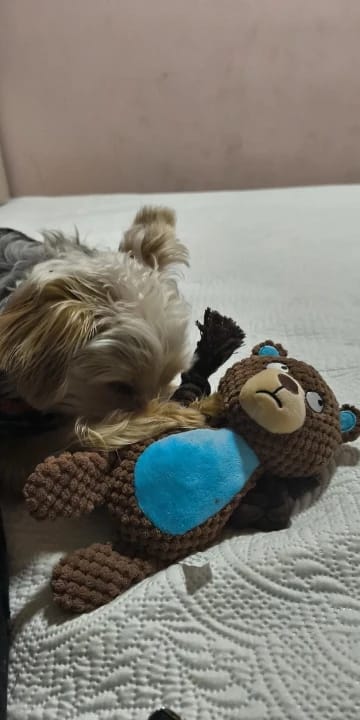 Customer photo review of Paw-Friends™-Plushies – Designed for Furry Friends Who Destroy Everything