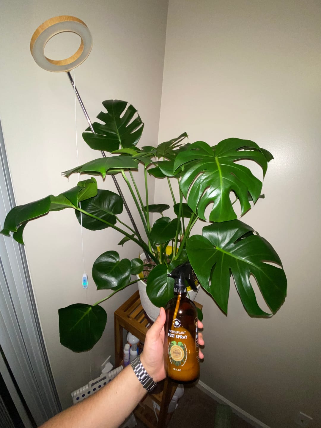 Customer photo review of Houseplant Pest Spray