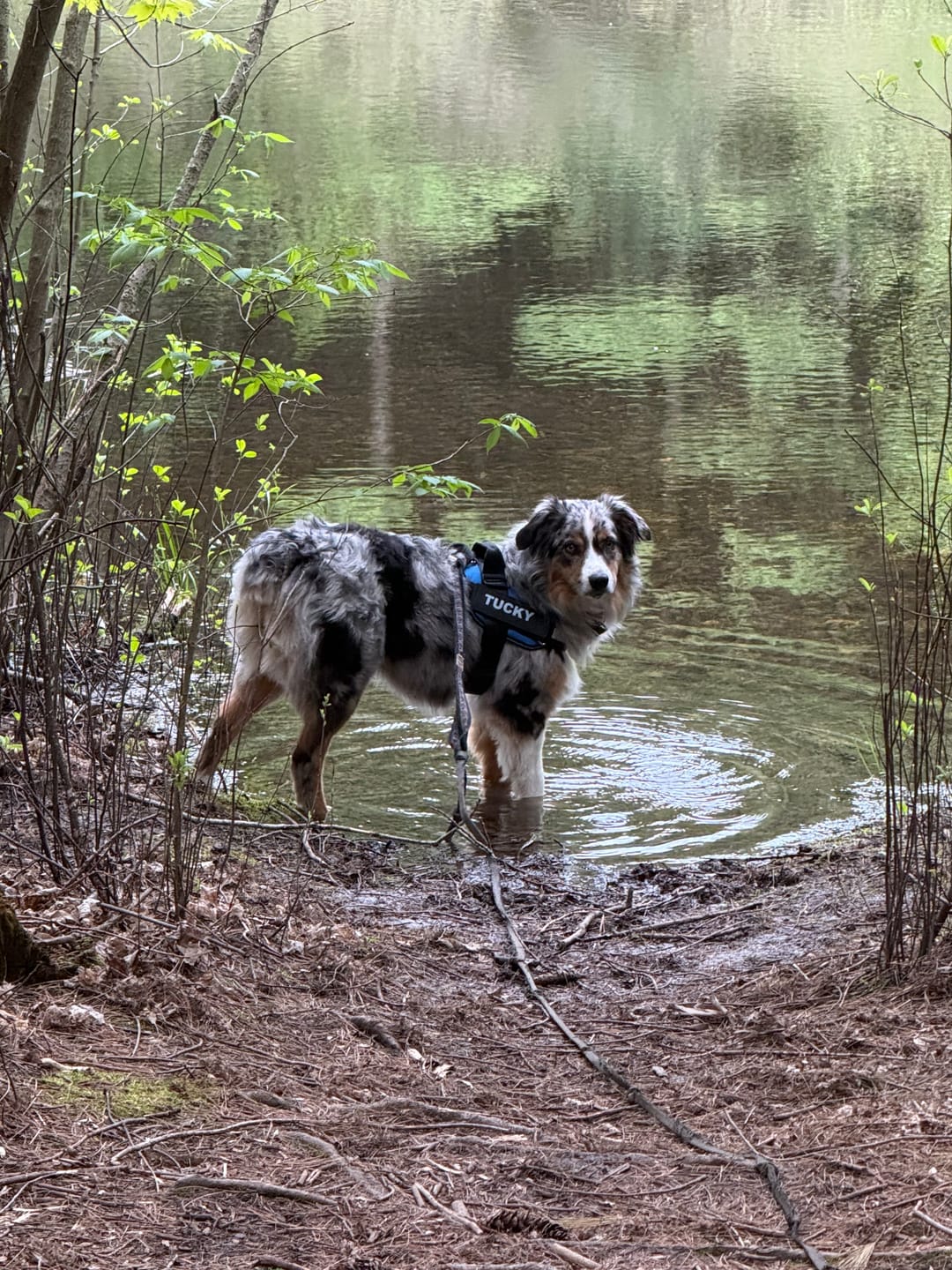 Customer photo review of Dogshood ™