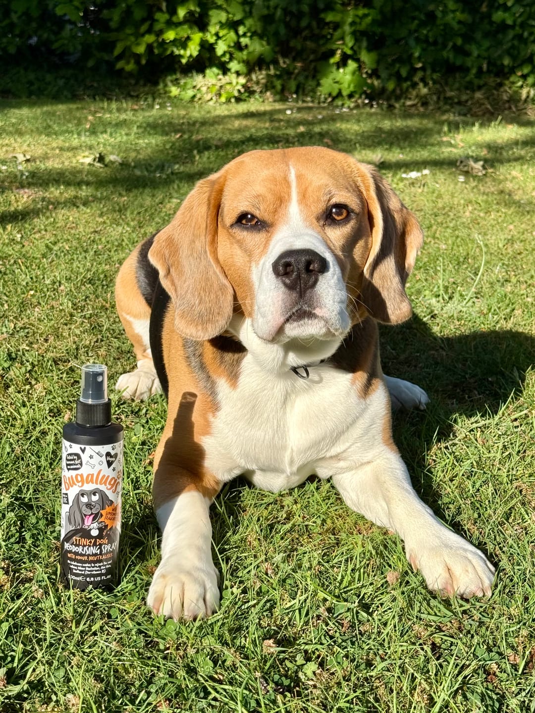 Customer photo review of Stinky Dog Deodorising Spray with Odour Neutraliser