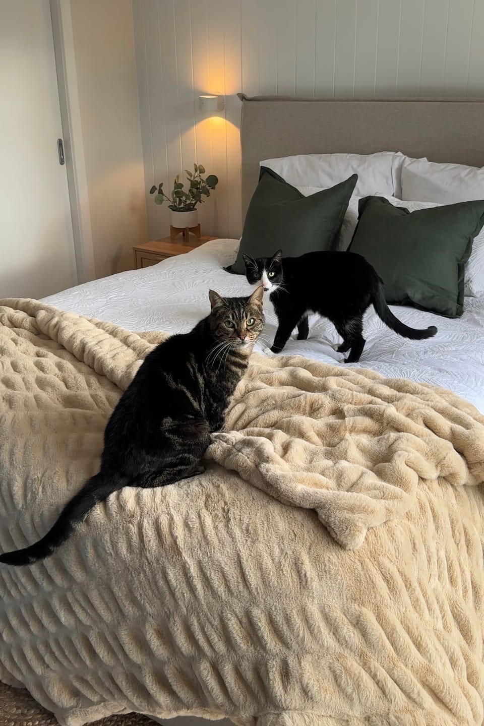 Customer photo review of Designer Blanket