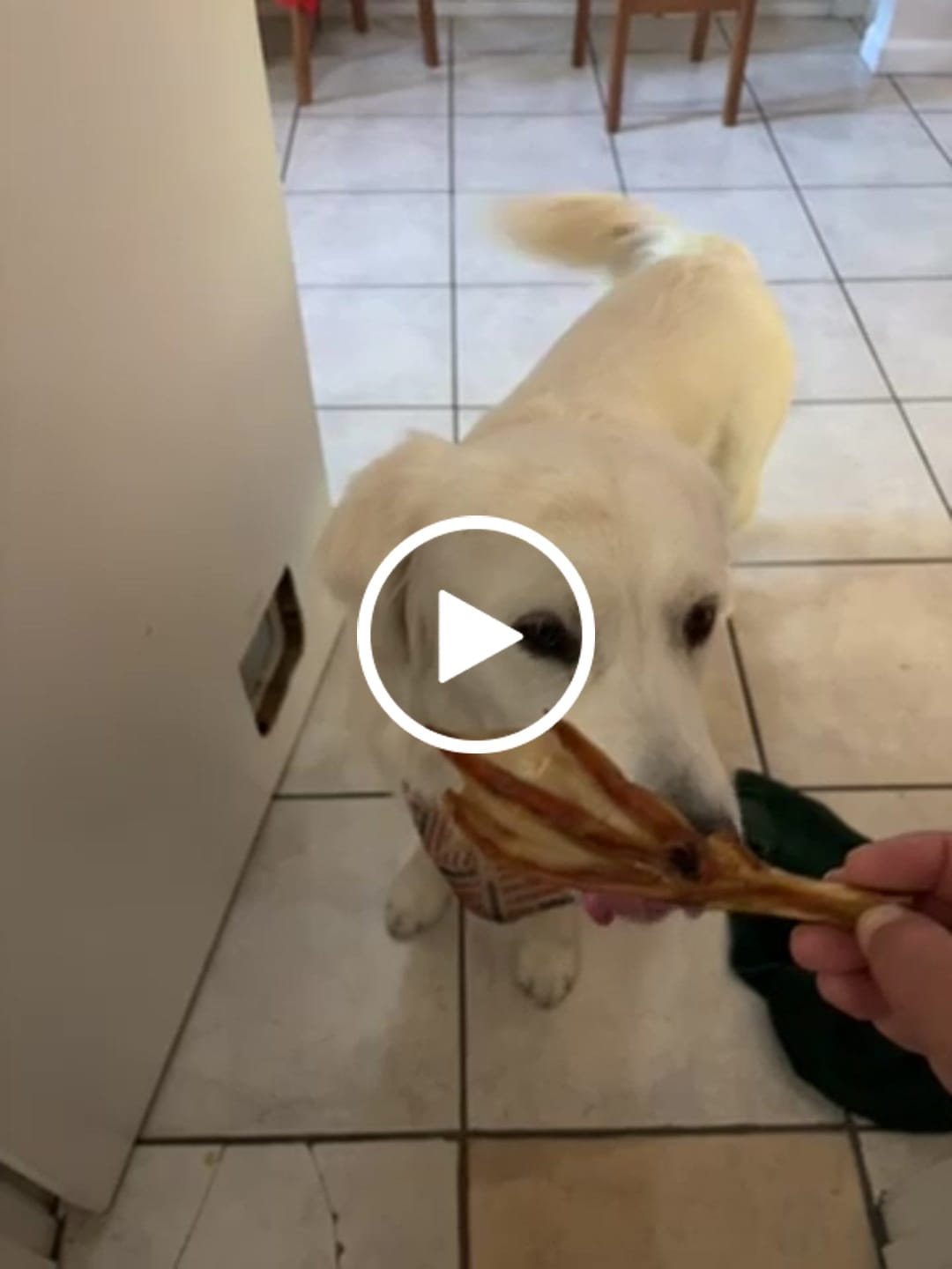 Customer video review of Crunchy Feet Bundle - Whole Dental Treats for Dogs - Human Grade - Single Ingredient